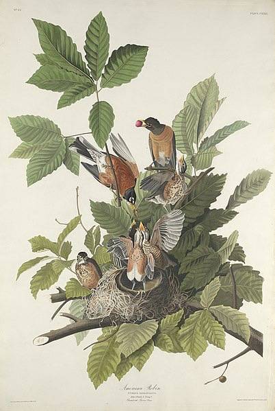 American Robin, Robert Havell after John James Audubon, 1832; National Gallery of Art, CC0, via Wikimedia Commons; Public domain